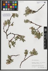 Foto von Salix myrsinites L.